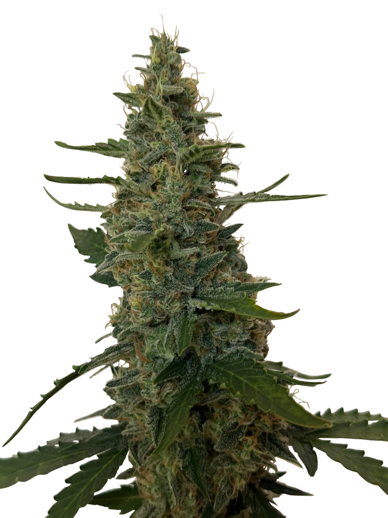 The T.O.P. Auto, Фасовка: 1